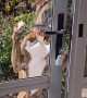 Clever Boxer Dog Opens Door