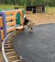Happy Goats on a Trampoline