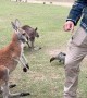 Kangaroo Has An Attitude