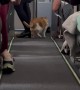 Loose Cat Roams Airplane Aisle and Delights Passengers