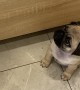 Tiny Demanding Pug Puppy