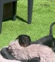 Mini Dachshund Drags Bed Outside to Enjoy the Sun