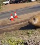 Neil the Seal Gets Chased Off the Road