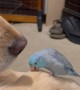 Tiny Parrot Courts a Golden Retriever