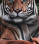 Artist Creates a Realistic Tiger Drawing