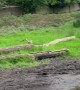 Little Dog Leaps Over Mud Puddle