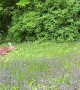 Spotted Baby Deer Says Hello