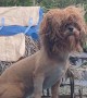 The Lion Dog