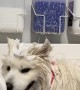 Samoyed Shakes Shampoo All Over Groomer