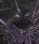 Live Cam Catches Bald Eagle Weathering 80 MPH Winds