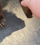 Boy Encounters Baby Bear at Lake Tahoe