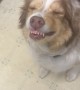 Misbehaving Dog Grins Through Scolding