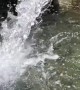 Trout Swims Against Current Through Flowing Water