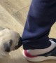 Puppy Pulls Owner's Pant Leg