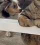 Puppy Meets Cat For First Time
