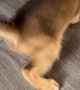 Abyssinian Mother Cat Pounces On Her Kitten
