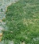 Cottonwood Fluff Burned Off Lawn