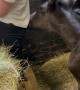 Foal Pesters Caretaker