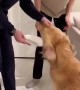 Golden Retriever Devours Gender Reveal Cake
