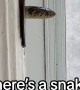 Snake Pokes Out From Door Jam