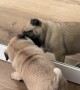 Puppy Plays With His Reflection