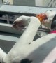 Dalmatian Drops Toy From 17-Story Window