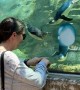 Woman Plays With Penguin at the Zoo