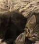 Seventh Kitten Has Perfect Timing