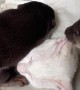 Otters Teasing Kitty