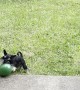 Schnauzer Wrestles Balloon