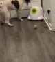 Angry Dog Demands Working Ball Machine