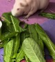 Exotic Guinea Pig Quickly Devours Vegetables