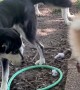 Dog Interrupts "Bug Documentary"