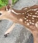 Helping A Baby Deer Cross The Road