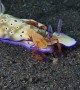 Emperor Shrimps Ride Nudibranch