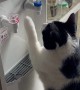 Cat Loves Fresh Water
