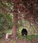 Neighboring Black Bear Stops By Unannounced