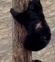 Scarred Black Bear Teaches Cub To Climb