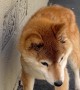 Blind and Death Shiba Inu Finds Comfort in Warm Air Vent