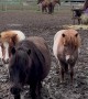 Shetland Pony Patiently Bypasses Electric Fence