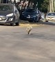 Dog Skips Down Street