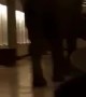 Elephant Wanders Through Hotel Lobby