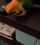 Parrot Repeatedly Pushes Wine Glass Off Table