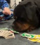 Rottweiler Plays Uno With Family