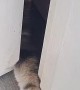 Cats Make It Difficult To Get Inside