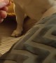 Dog Demands His Fries With Sauce
