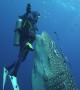 Diver Has a Close Encounter With a Whale Shark