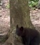 Playful Black Bear Cub Gets a Drink