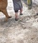 Gentle Giant Plays With Small Person