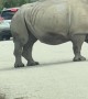 Rhino Removes Car's Wheel Cover
